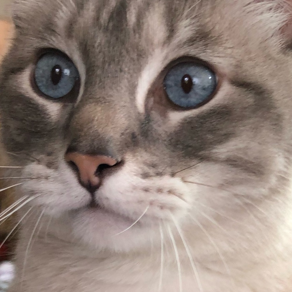 Meet your Posher, Darrin